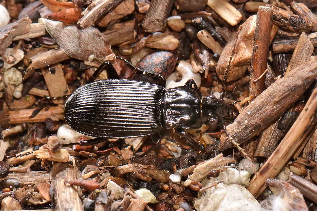 Pterostichus niger - Carabidae